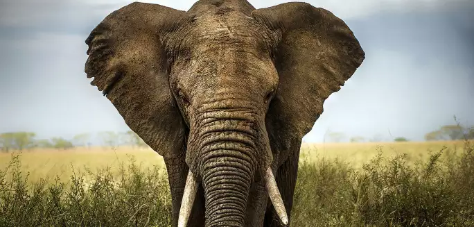 Close up elephant - papier peint animaux savane