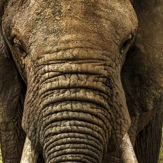 Close up elephant - papier peint animaux savane