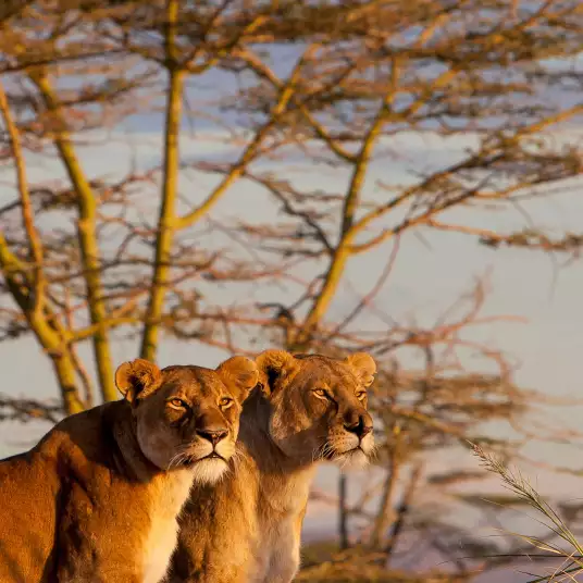 Lionnes - papier peint panoramique lion