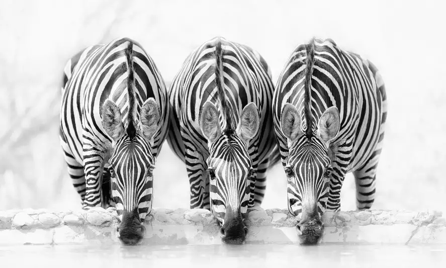Zebres - papier peint zebre noir et blanc