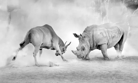 Combat - papier peint animaux savane
