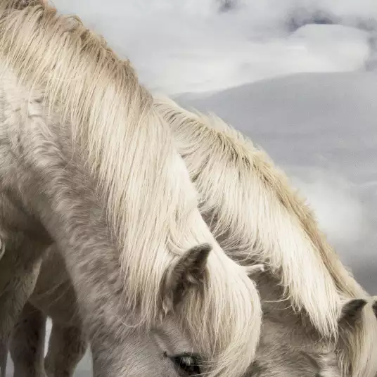 Blancs - papier peint chevaux