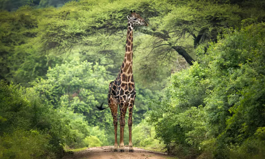 Girafe inattendue - papier peint animaux savane