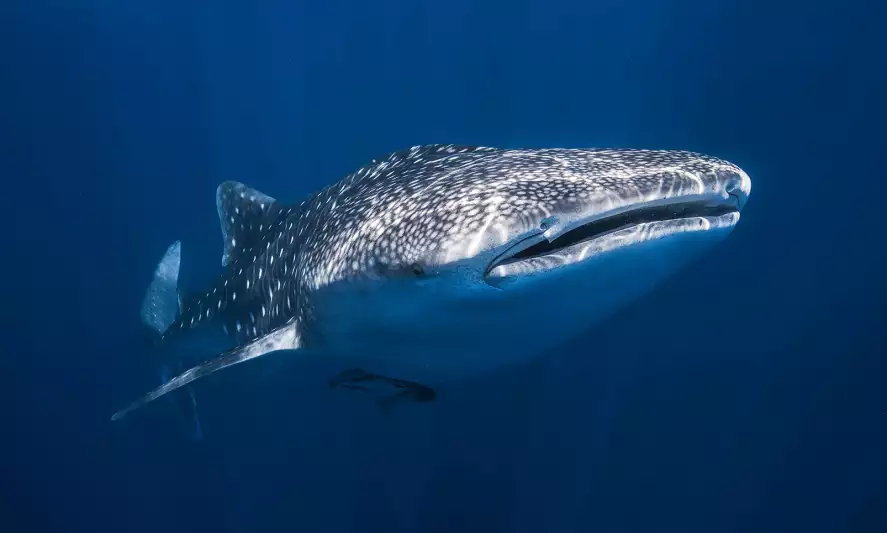 Requin baleine - papier peint requin