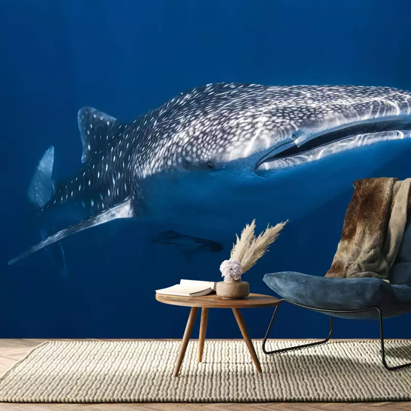 Requin baleine - papier peint requin