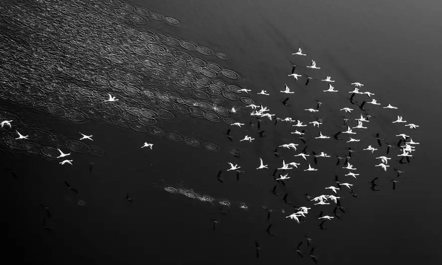Take off - papier peint oiseaux noir et blanc