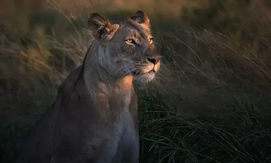 Lionne au crepuscule… - papier peint animaux sauvages