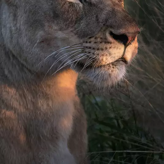 Lionne au crepuscule… - papier peint animaux sauvages