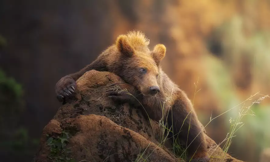 Portrait d'ours - papier peint panoramique animaux de la foret