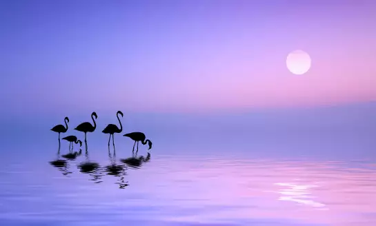 Morning flamingo - papier peint nature