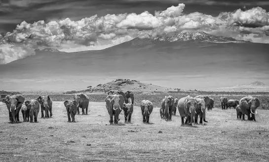 Voyage - papier peint savane noir et blanc
