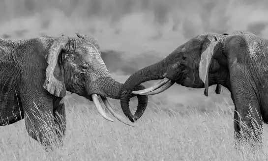 Eléphant  - papier peint savane noir et blanc