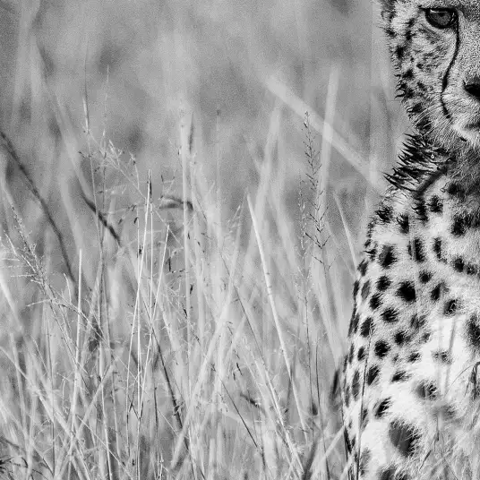 Cheetah - papier peint savane noir et blanc