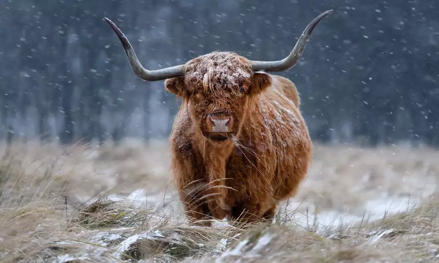 Vache highland - papier peint animaux de la ferme