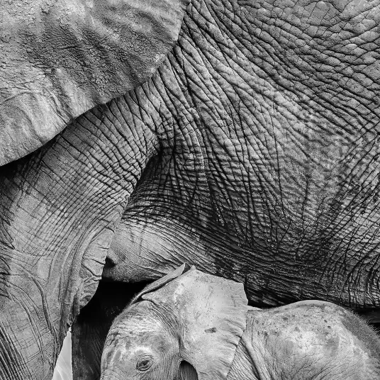 Mère éléphant - papier peint animaux sauvages