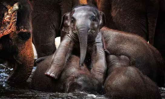 Prince - papier peint animaux savane