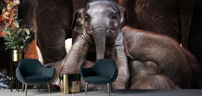 Prince - papier peint animaux savane