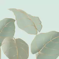 Philodendron - crédence cuisine