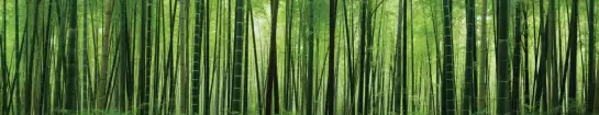 Bambous - crédence murale paysage