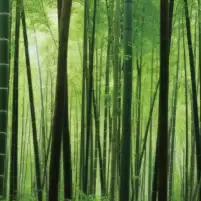 Bambous - crédence murale paysage