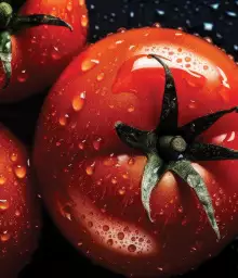 Tomato - fond de hotte paysage