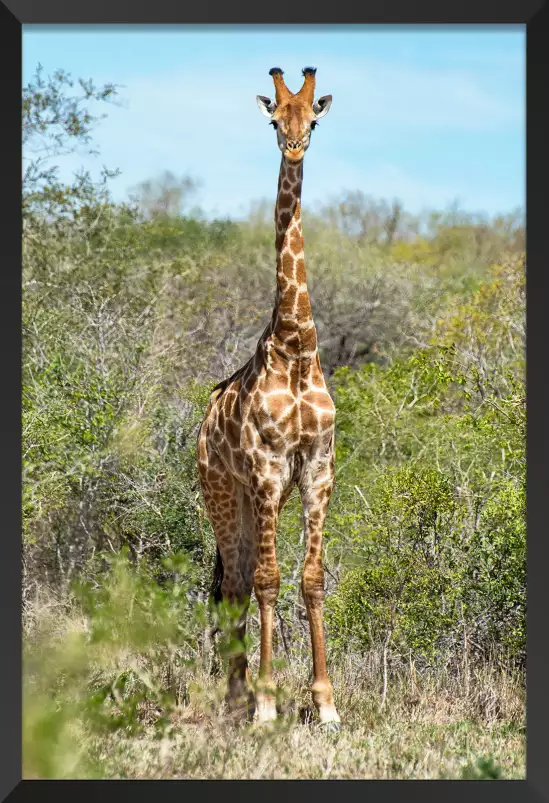 La Sophie - affiche animaux