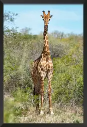 La Sophie - affiche animaux