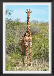 La Sophie - affiche animaux