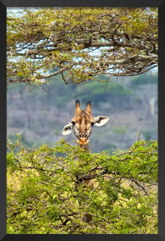 Entre deux branches - affiche animaux