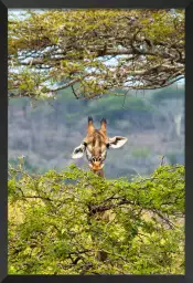 Entre deux branches - affiche animaux