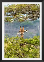 Entre deux branches - affiche animaux