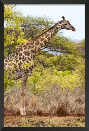 Long cou en savane - affiche animaux