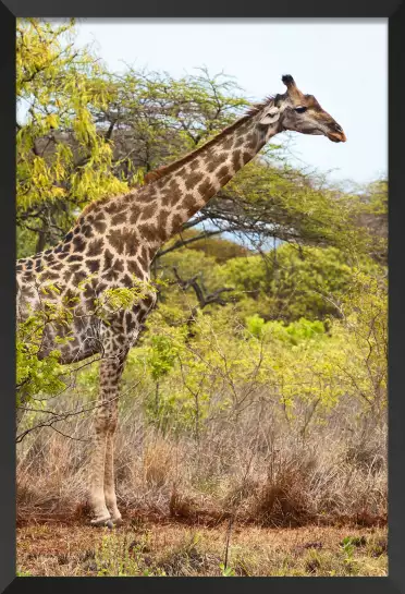 Long cou en savane - affiche animaux