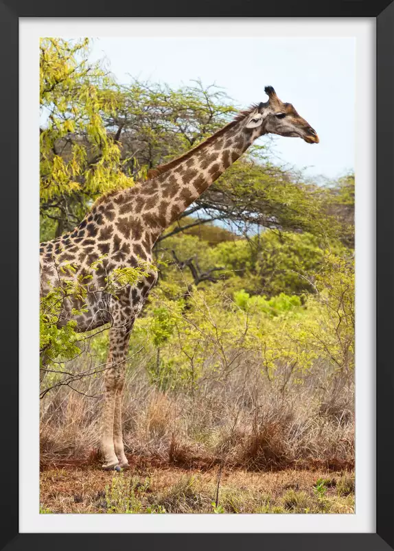 Long cou en savane - affiche animaux