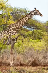 Long cou en savane - affiche animaux