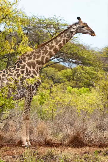 Long cou en savane - affiche animaux