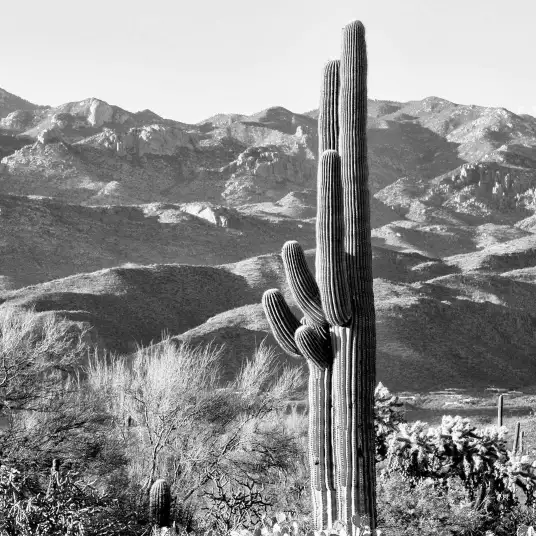 Cactus valley - papier peint plante