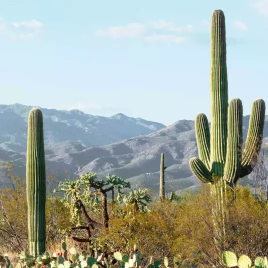 Silver Cactus - paysage papier peint