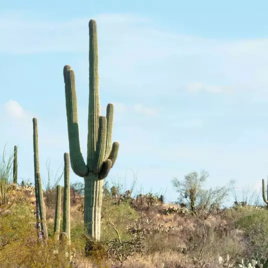 Cactus road - papier peint paysages