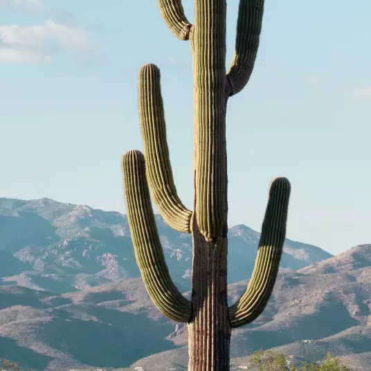 Cactus géant - papier peint paysages