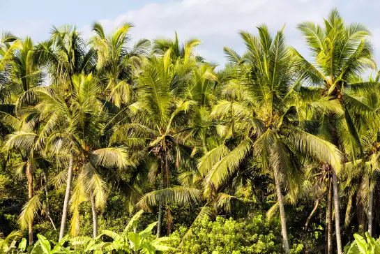 Forêt de Reve bali - papier peint bali