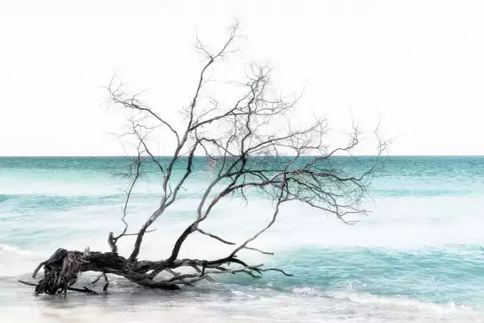 Bois flotté à Bali - papier peint mer plage