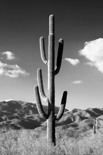 Lonely classique - papier peint cactus