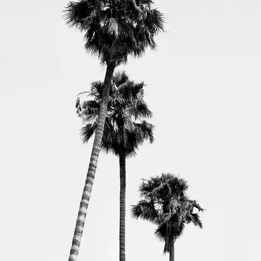 Palmier à Hollywood - papier peint paysage