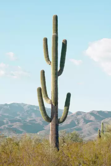 Giant - papier peint cactus