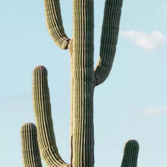 Symétrie - papier peint cactus