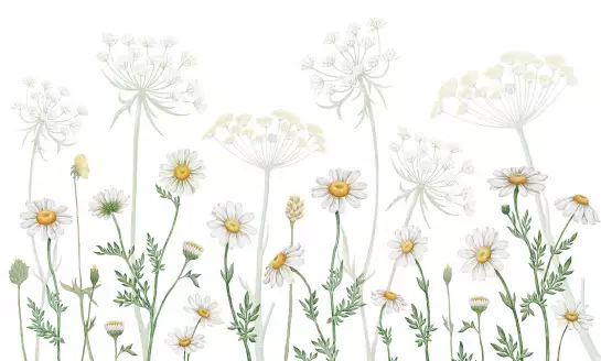 Marguerites blanches - papier peint style anglais