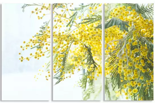 Mimosa - tableau plantes