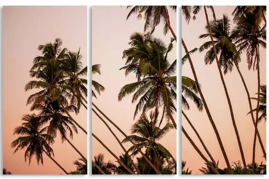 Coconut sunset - affiche palmier