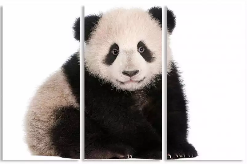 Bébé panda - photo noir et blanc animaux